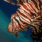 Lionfish